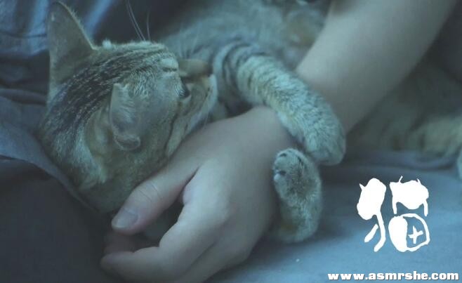 粘人的猫咪 陪睡，猫咪呼噜声（无人声） 助眠减压ASMR插图