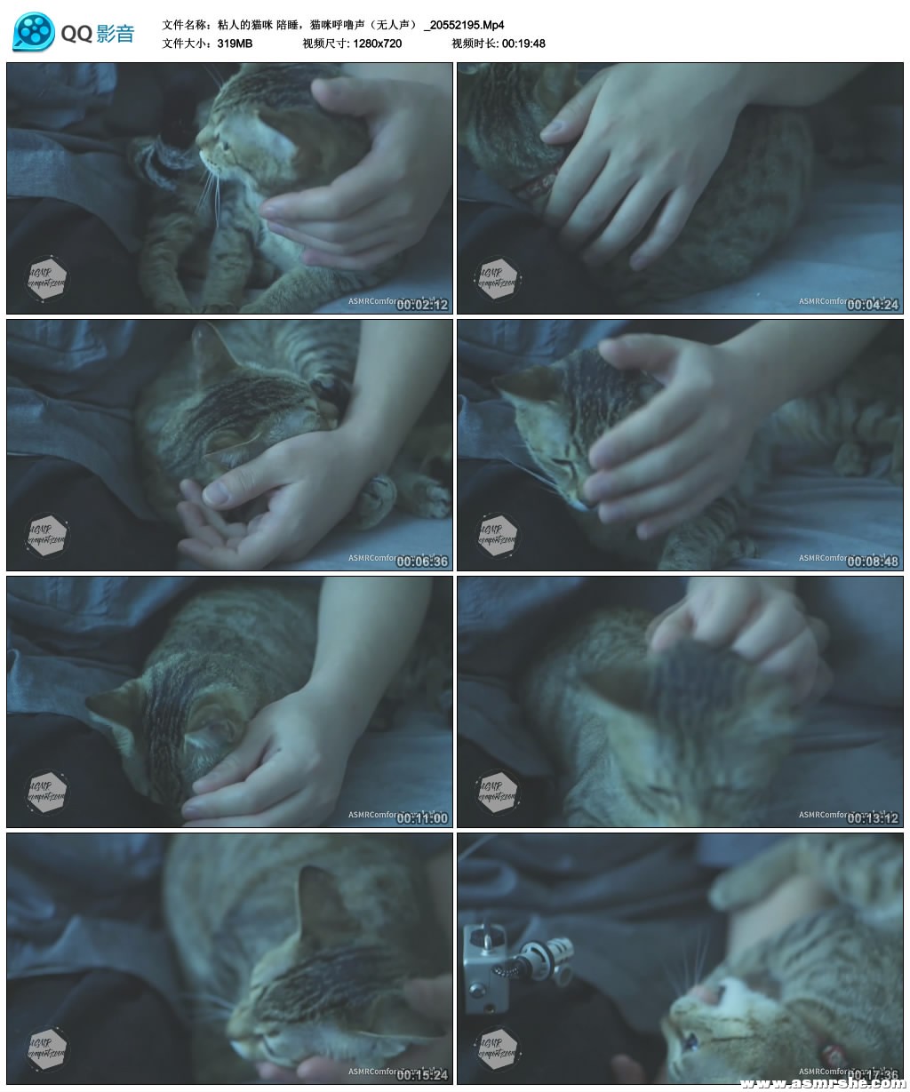 粘人的猫咪 陪睡，猫咪呼噜声（无人声） 助眠减压ASMR插图(1)
